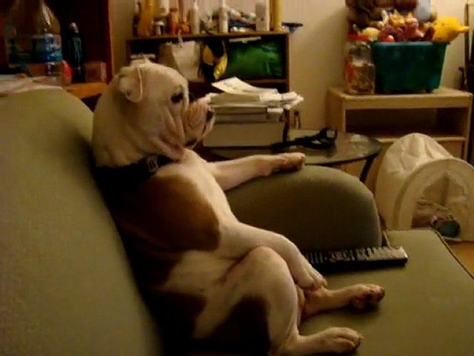 English Bulldog Is Watching TV