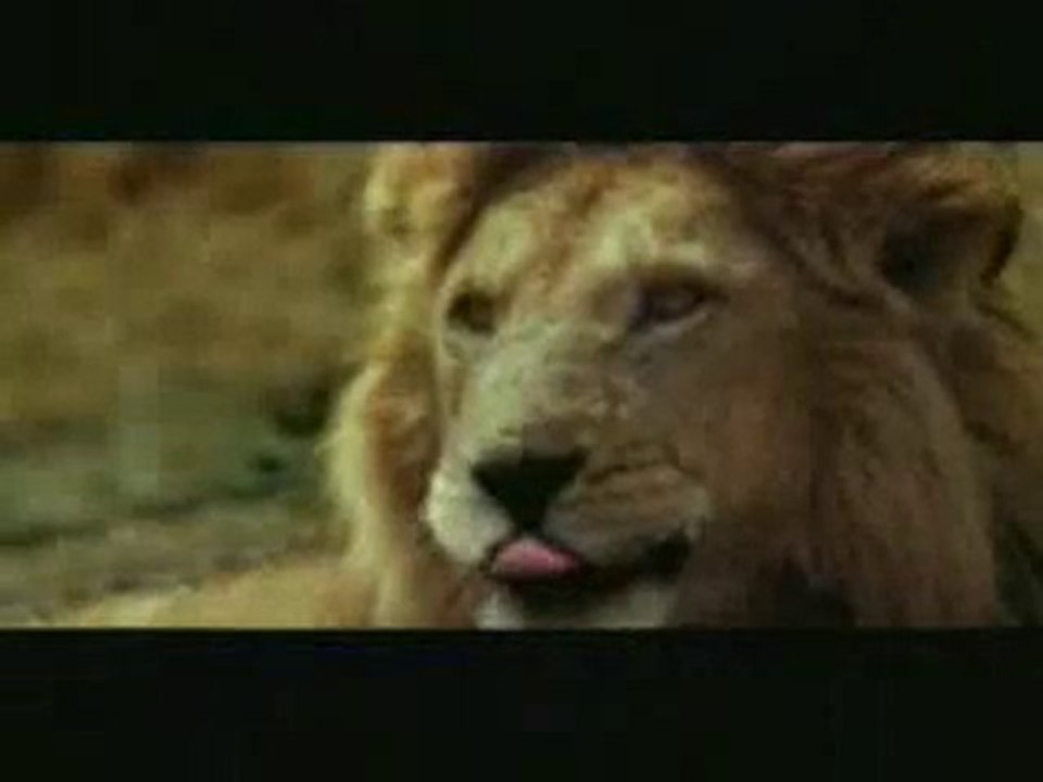 aslan ve ceylan