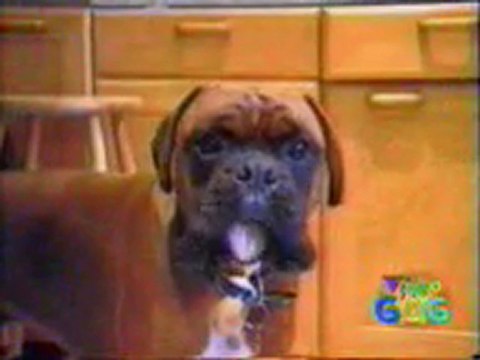 Un Chat et chien qui montre leurs dents Beurk mdr