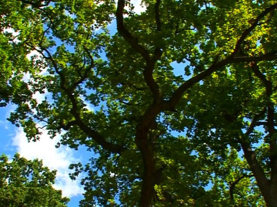 Pologne: la dernière forêt primitive d'Europe menacée?