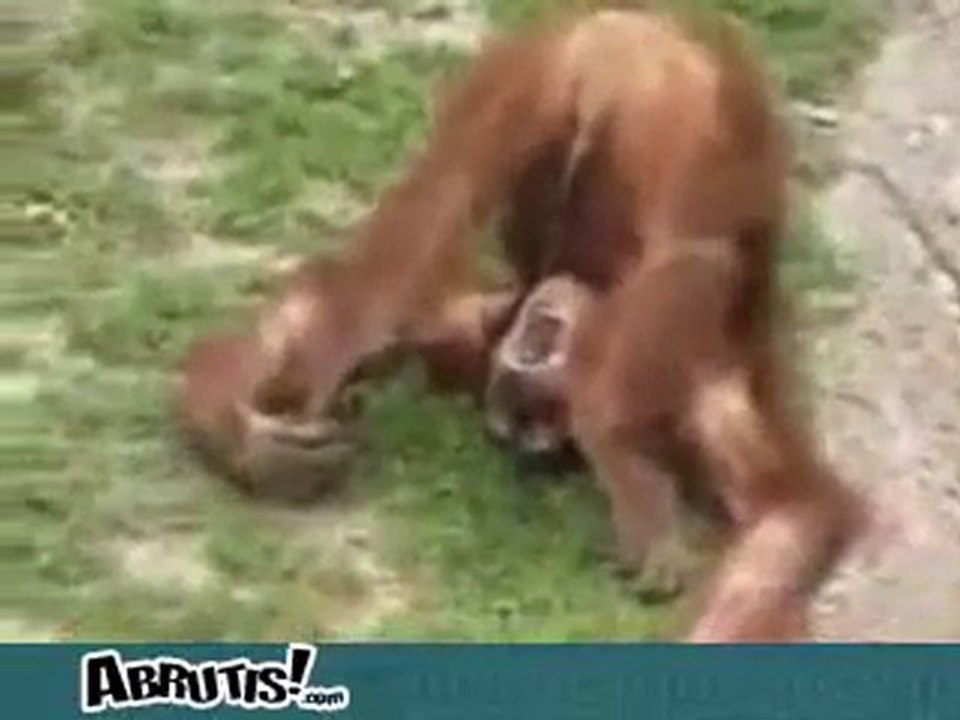 Singe qui se pisse dans la bouche