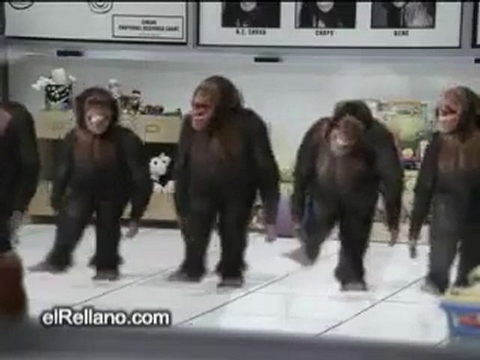 singes dansants la danse irlandaise