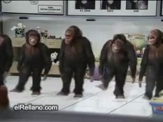 singes dansants la danse irlandaise