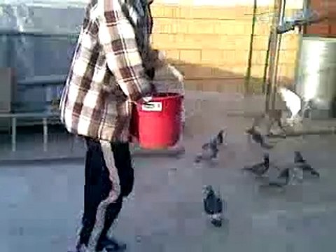 posta güvercin salma 2 guvercinrehberi.com