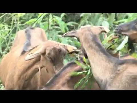 Les projets d'Elevages sans frontières au Togo