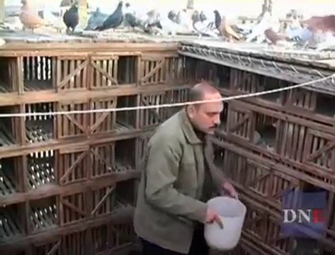 arap filo güvercin uçurma guvercinurfa.com