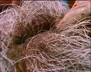 Derisiyle Suyu Peçete Gibi Emen Mucizevi Kertenkele