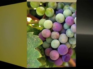 Find and Buy Wines Online Today