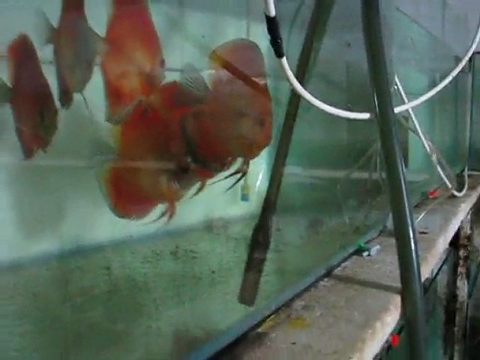 Discus Damızıklarım