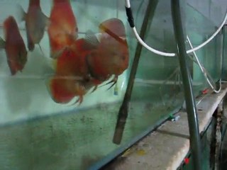 Discus Damızıklarım