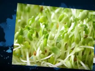 Sprouting Seeds