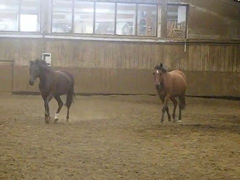 les ponettes lâchées