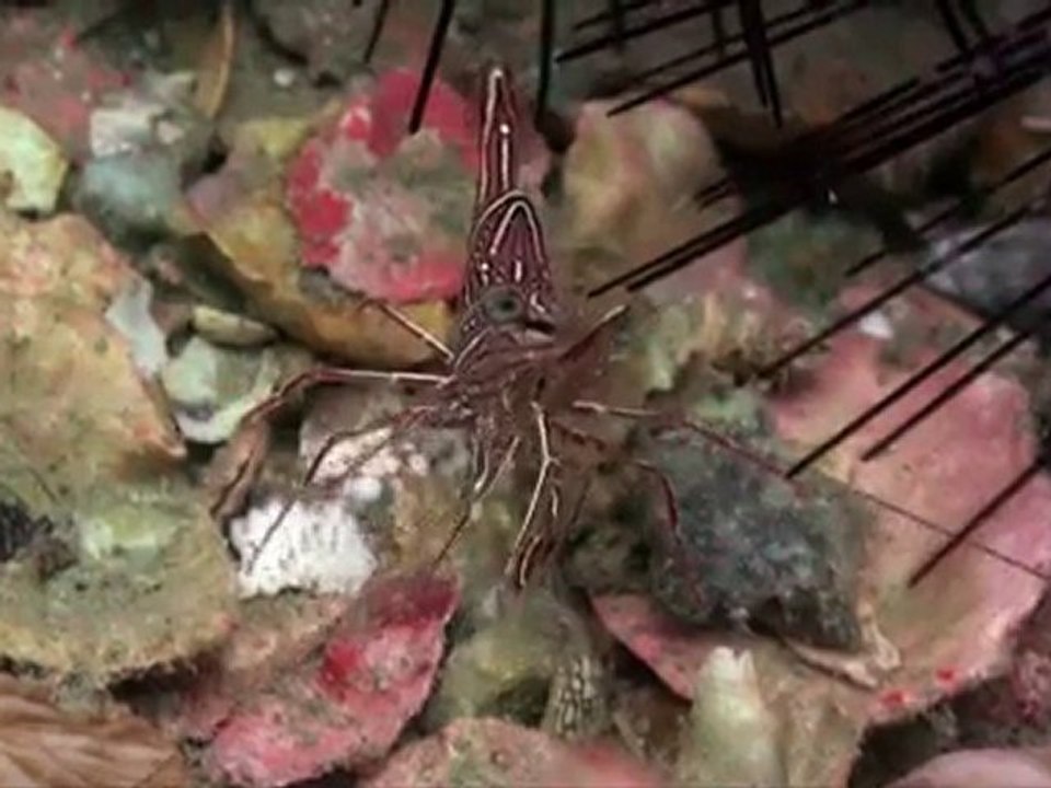 underwater - www.medya45.com