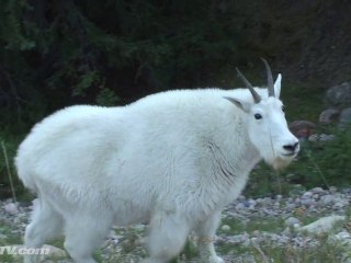 jasper rocky mountain goats motorcycle riding canada vridetv