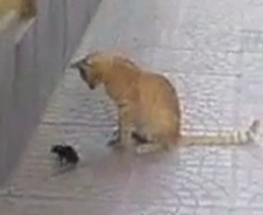 Fare kedi ile oynuyor !