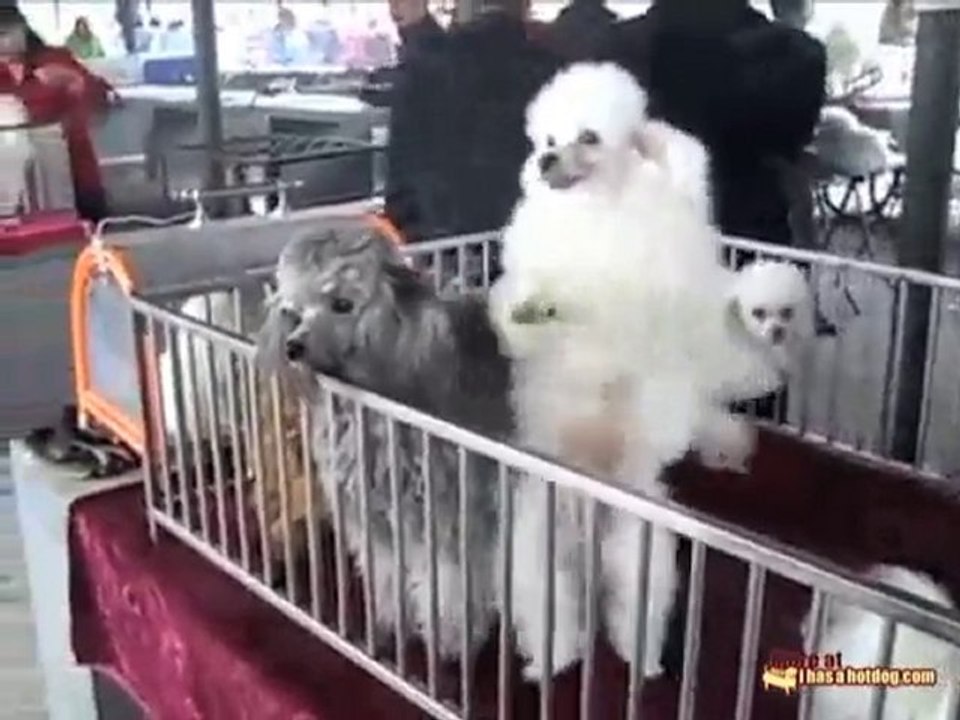 Dancing Poodle Puppy
