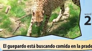 Learn Spanish with Video – Big Cats