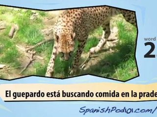 Learn Spanish with Video – Big Cats