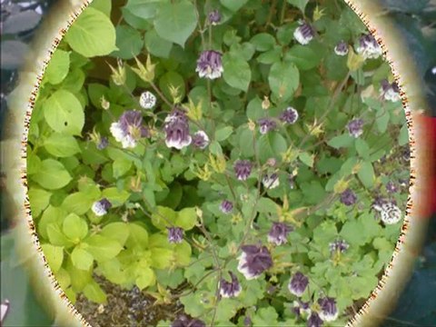 Abdullah Yüce-Evvelce Hüda'yı Tanımış Olmasa idim