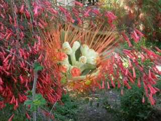 Belgin Ceylangüden-Elâ Gözlü Bir Yâr Sevdim