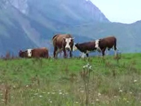 Dolly, travail quotidien, août 2010, 2