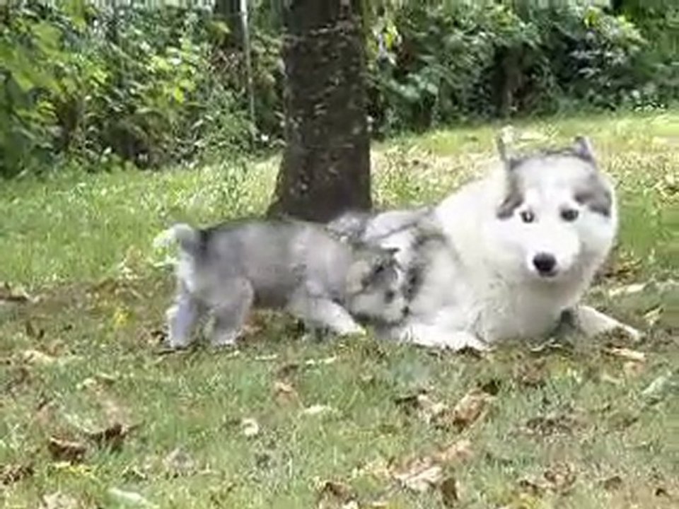 Thelma del Karraces and her pup