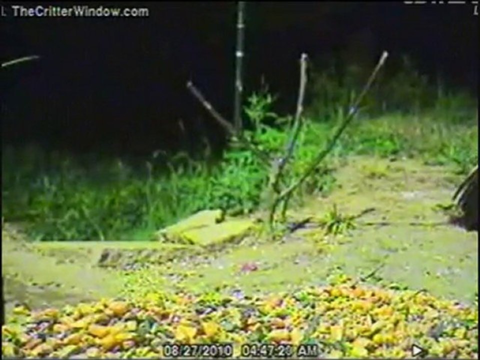 Owl catch a muskrat