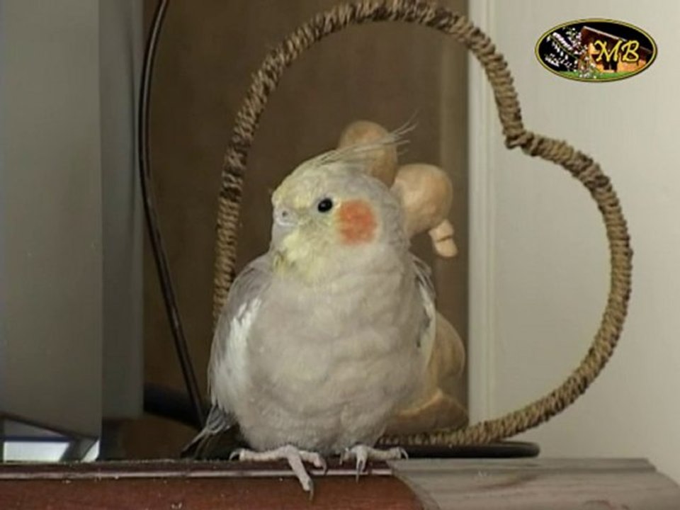 Les gazouillis de Ksora