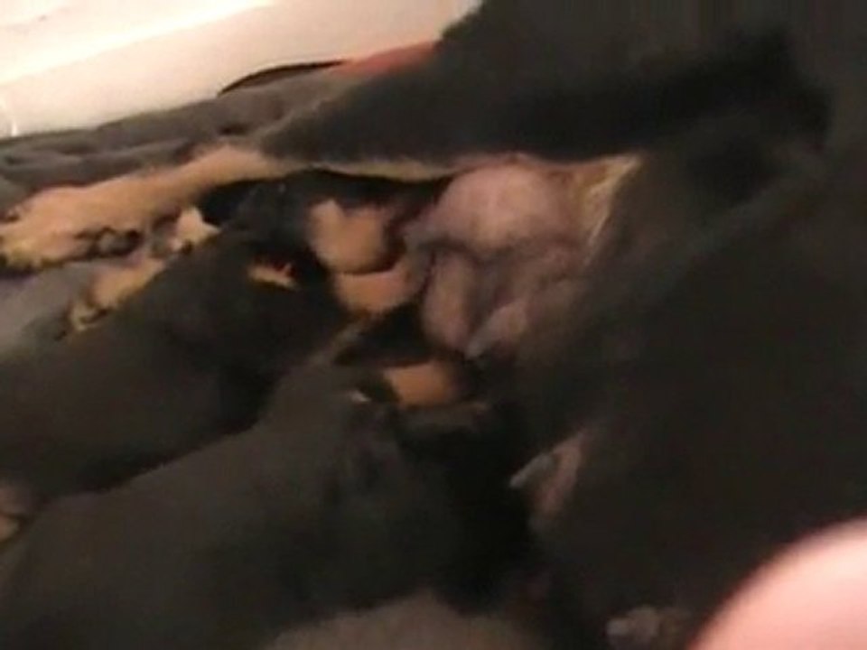 bébés ulka urak 3 semaines