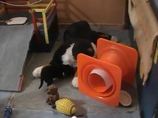 bébés ulka urak 3 semaines