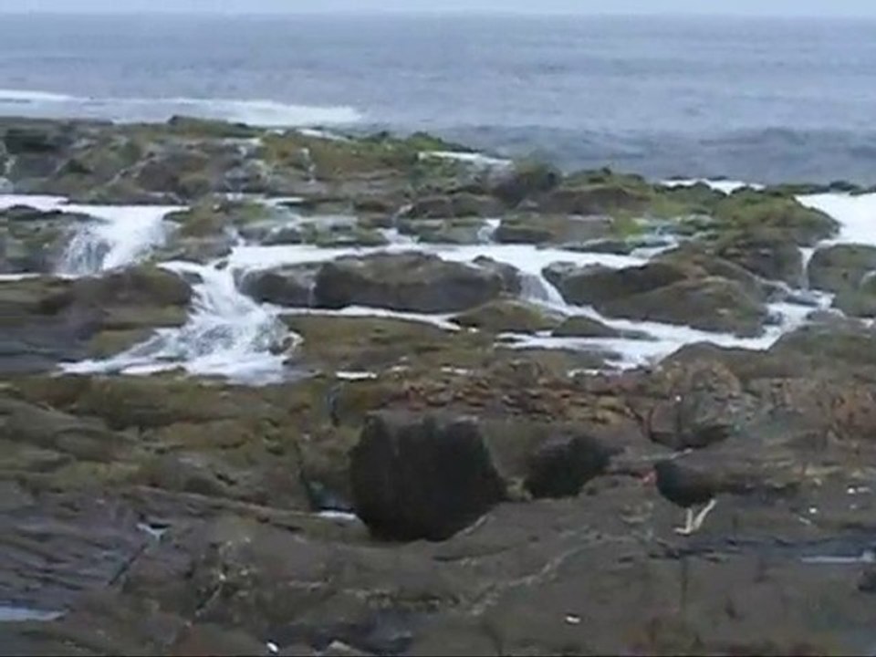 Ocean Pacifique Arica