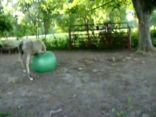 Un poulain qui s'amuse bien