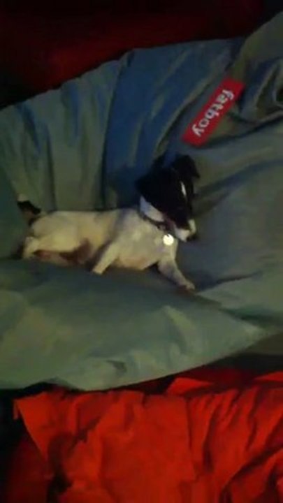 Jack Russell Sur Mon Fauteuil