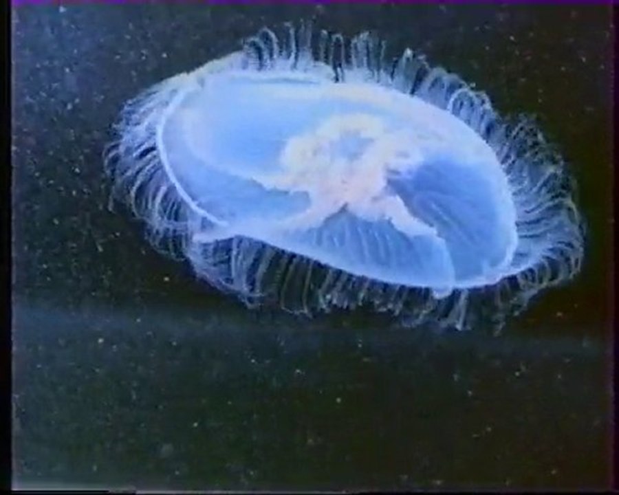 Les inventione de la vie 15 : La méduse au bord de l'eau 2