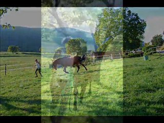 Ethologie et saut