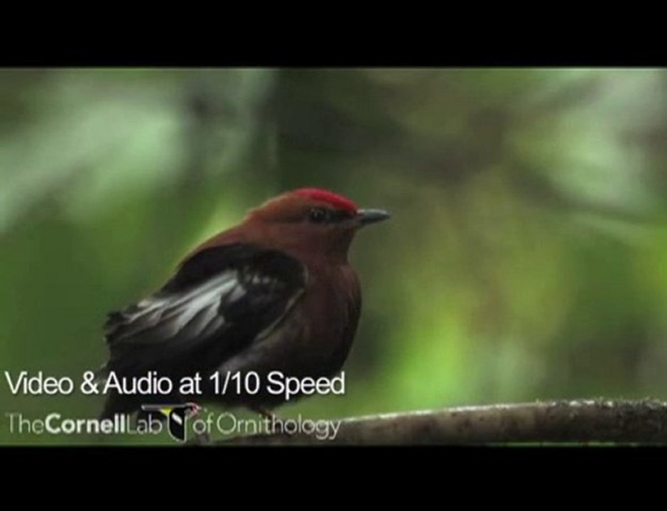 tüyleriyle müzik yapan kuş