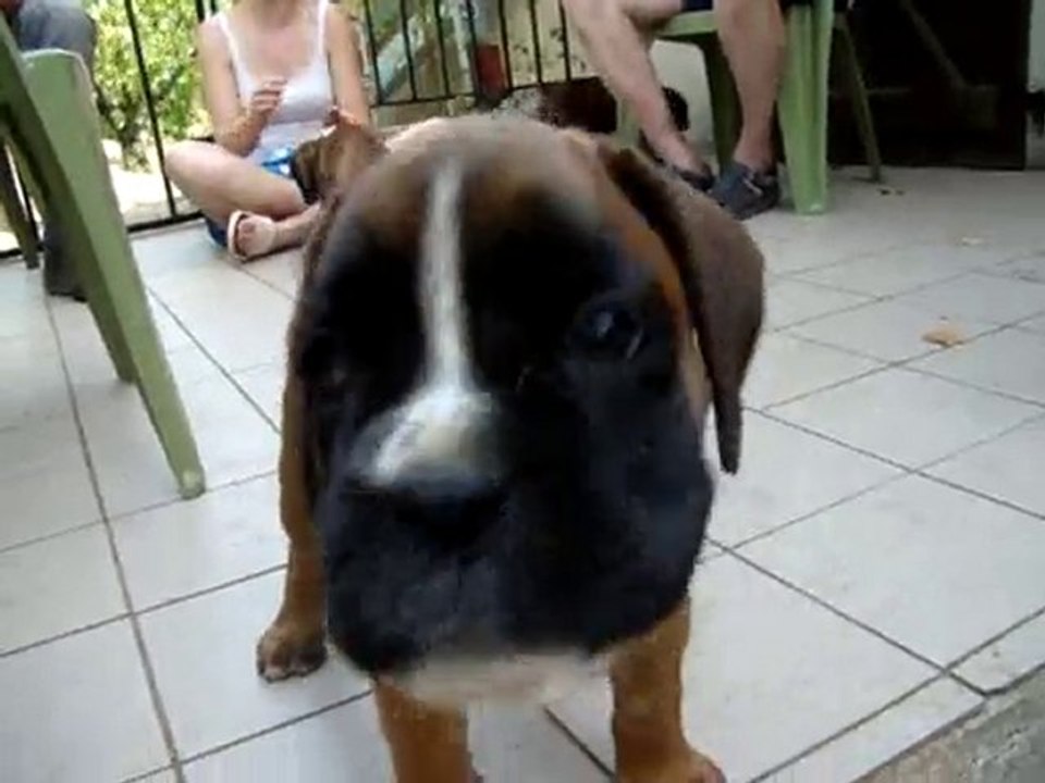 les bébés de Calypso et Halconn aout 2010