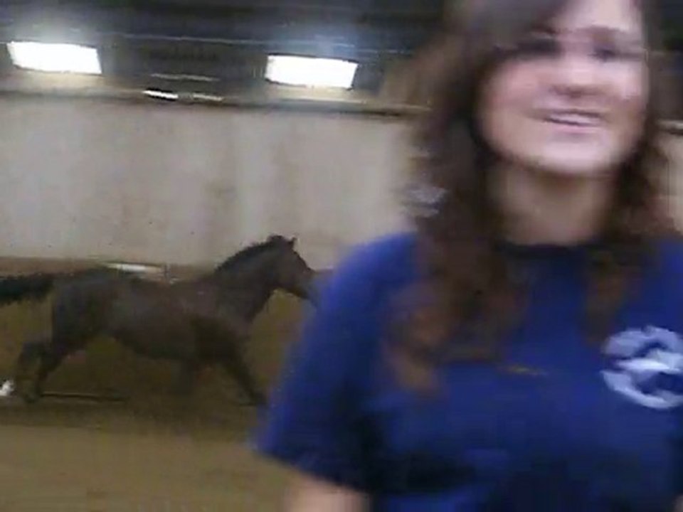 Les ponettes dans le manège