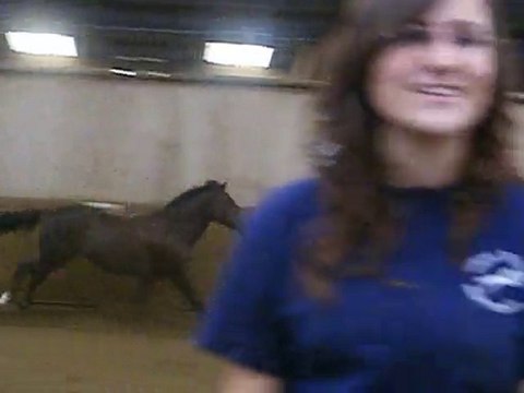 Les ponettes dans le manège