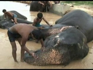 Monsoons Bring Relief to Elephants in India's Rajasthan