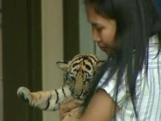 Tiger cub found in suitcase