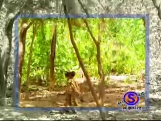 Monkey with a death wish.