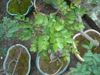 Arboles para el bonsai