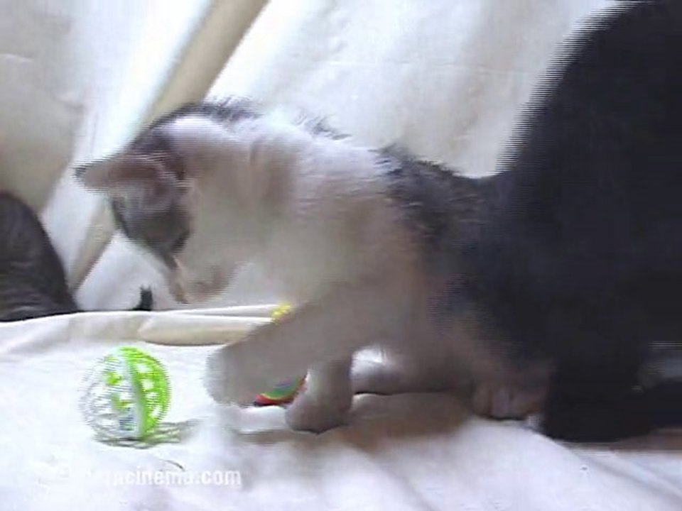 The Wonderful World of Kittens