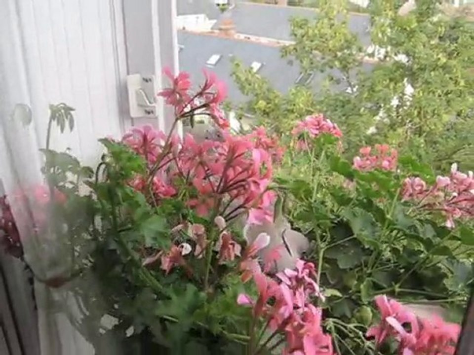 tourterelles été 2010 première visite