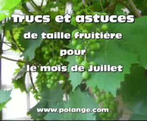 taille juillet 2-14-07-2010