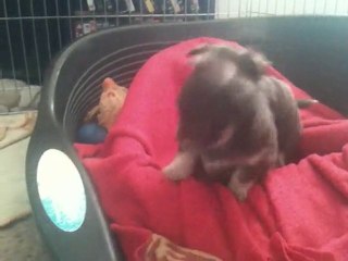 mes bébés chihuahua choco