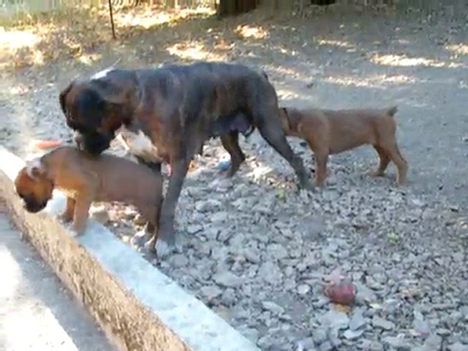 Chiots de Calypso 6
