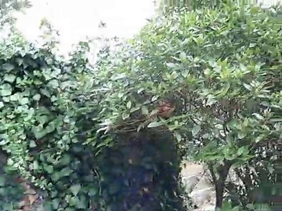 une il des cotes d armor avec romine bien
