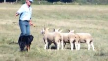 Continental Sheepdog Championship 2010 - Jean-Michel Jolly